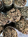 Oregano Small Bundle